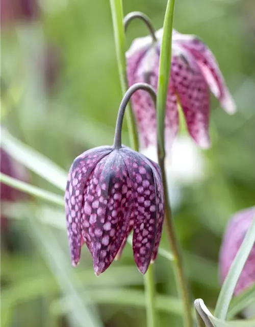 Schachbrettblume 'Fritillaria Meleagris' 
