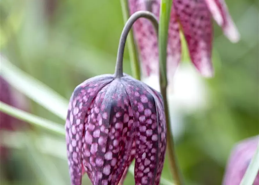 Schachbrettblume 'Fritillaria Meleagris' 