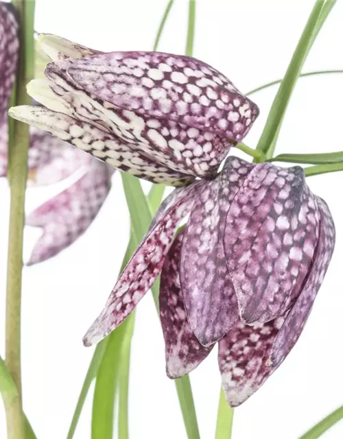 Schachbrettblume 'Fritillaria Meleagris' 