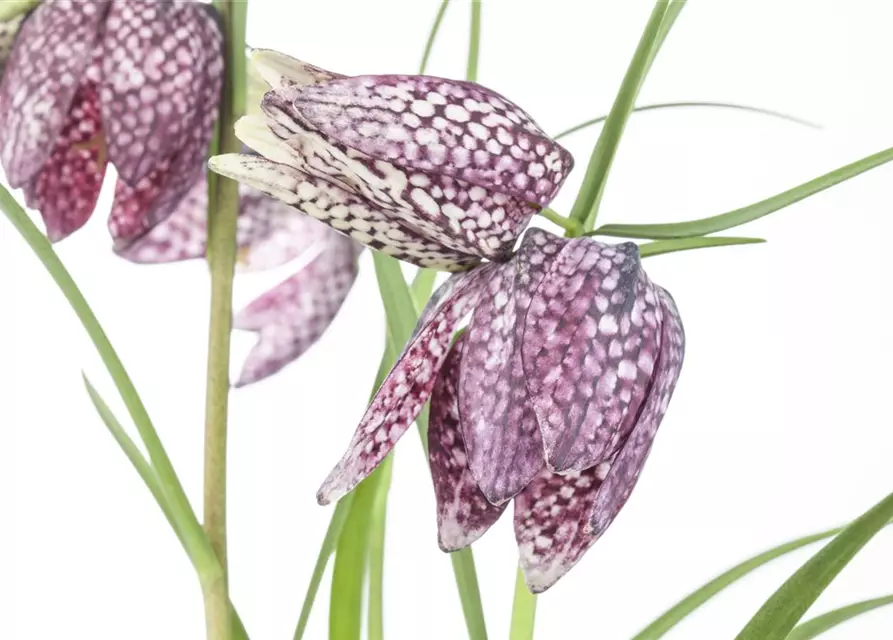 Schachbrettblume 'Fritillaria Meleagris' 