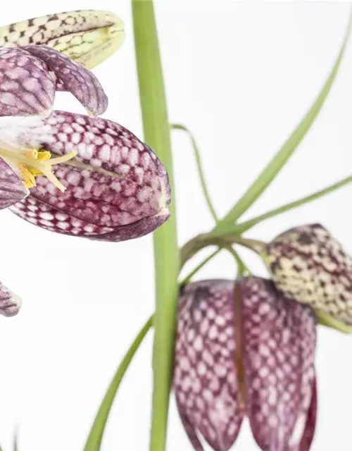 Schachbrettblume 'Fritillaria Meleagris' 