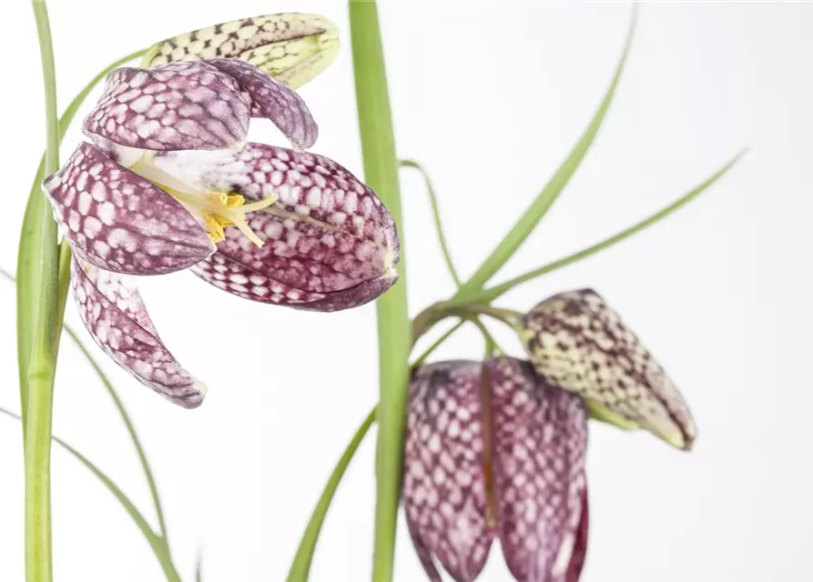 Schachbrettblume 'Fritillaria Meleagris' 