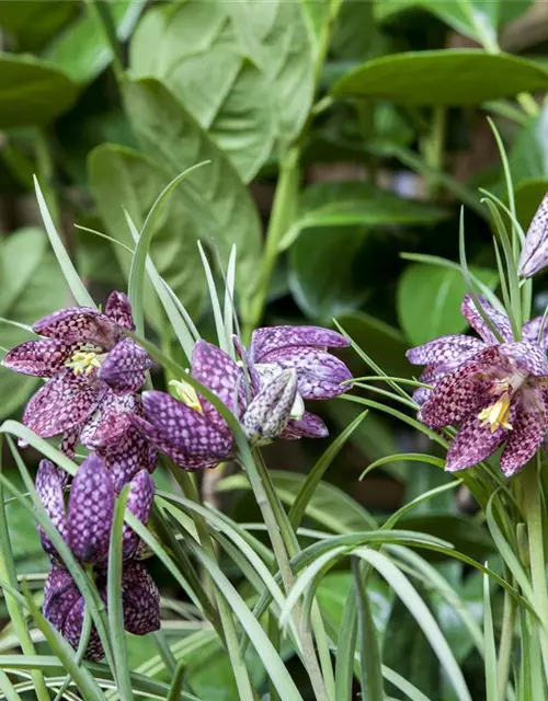 Schachbrettblume 'Fritillaria Meleagris' 