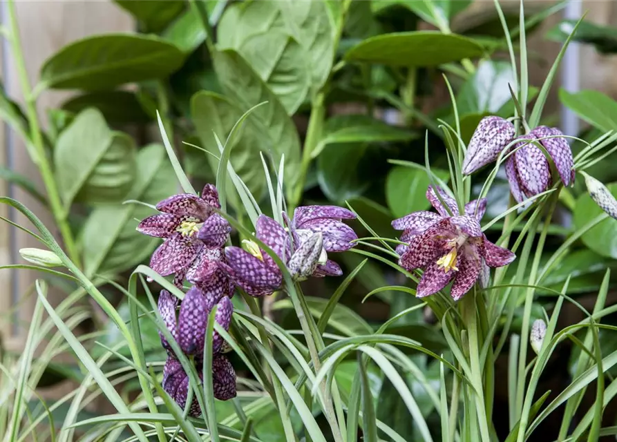 Schachbrettblume 'Fritillaria Meleagris' 