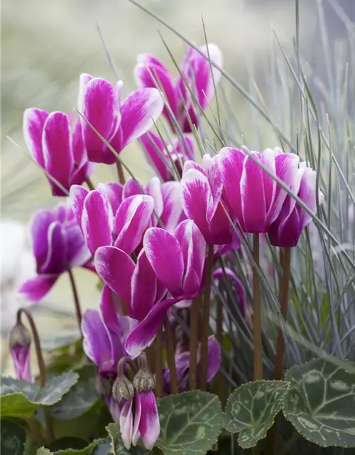 Cyclamen persicum, rosa