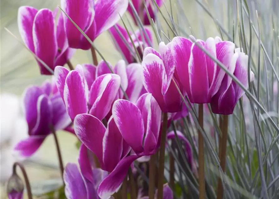 Cyclamen persicum, rosa