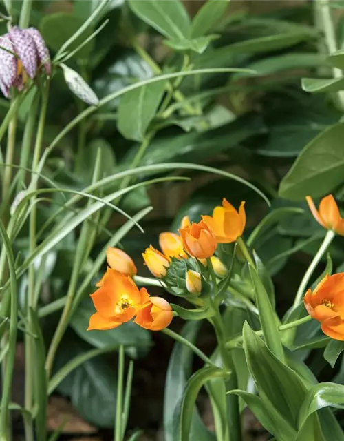 Schachbrettblume 'Fritillaria Meleagris' 