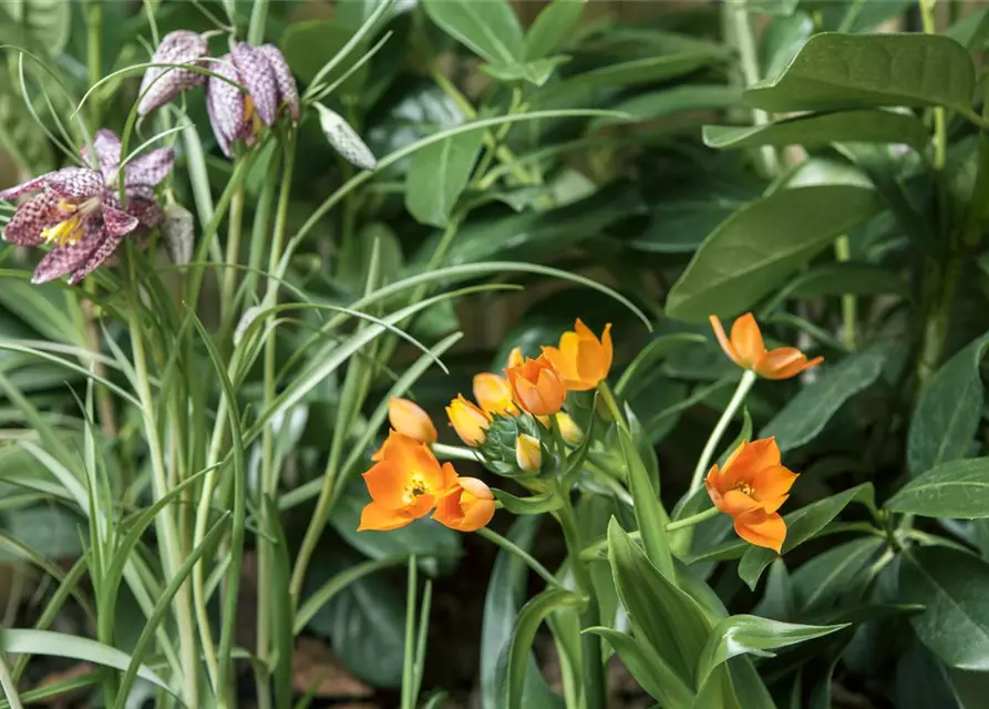 Schachbrettblume 'Fritillaria Meleagris' 