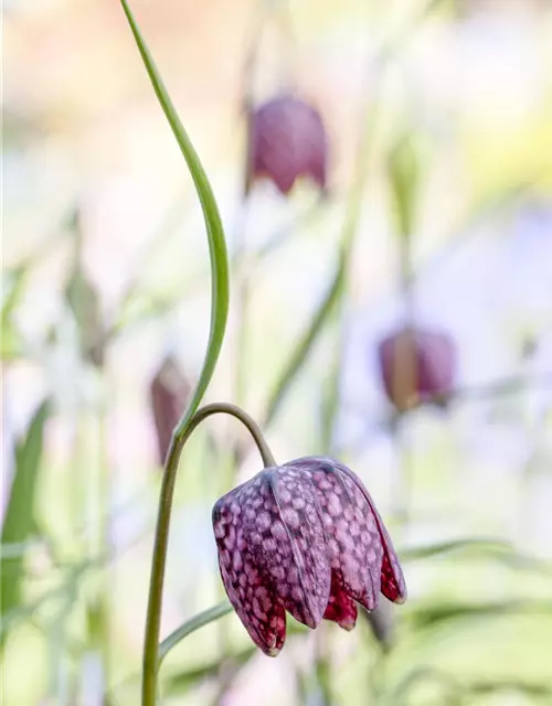 Schachbrettblume 'Fritillaria Meleagris' 