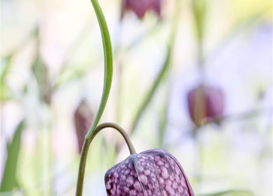 Schachbrettblume 'Fritillaria Meleagris' 