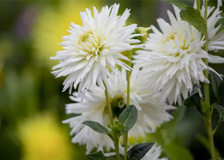 Dahlia Cactus