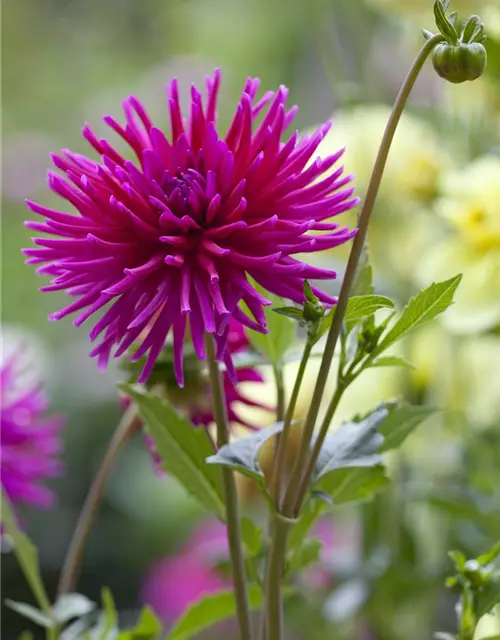 Dahlia Cactus