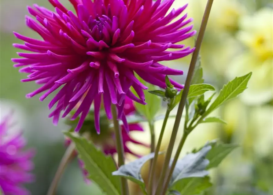 Dahlia Cactus
