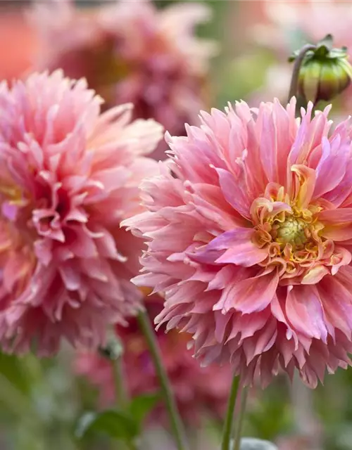 Dahlia Cactus