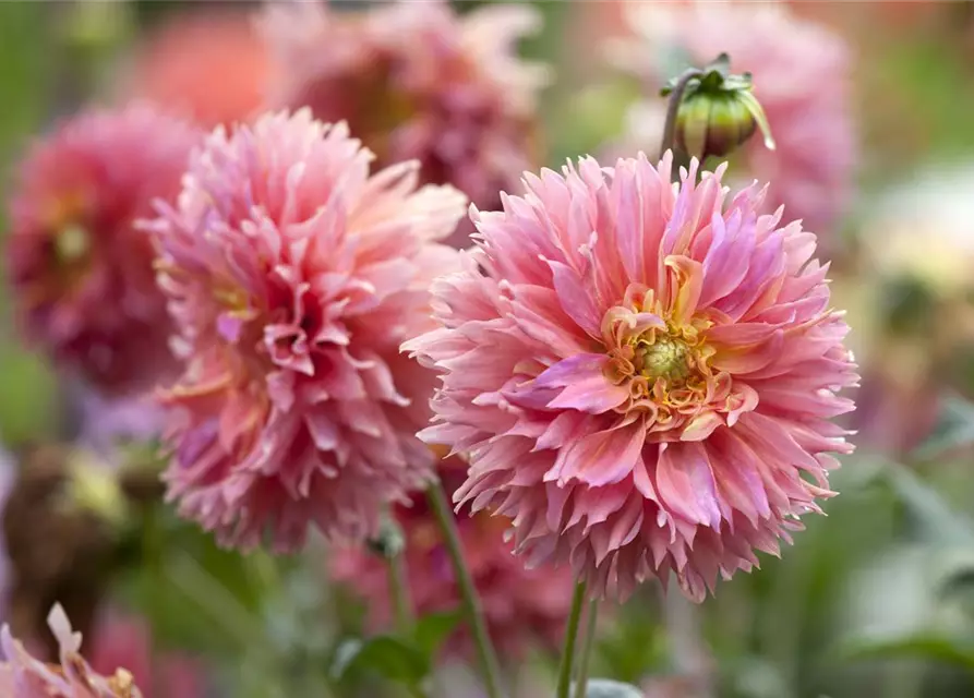 Dahlia Cactus