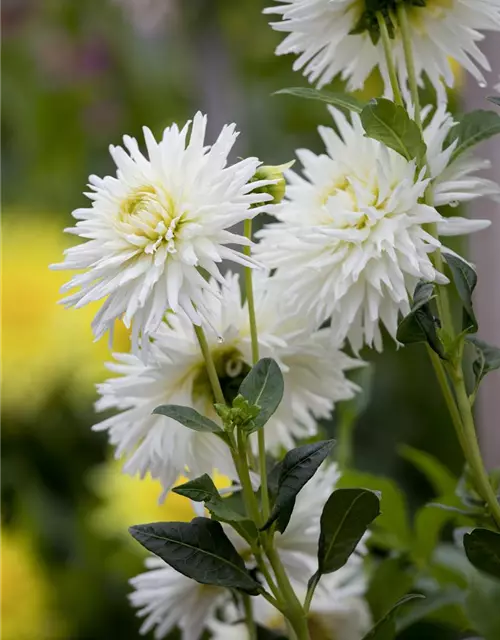 Dahlia Cactus