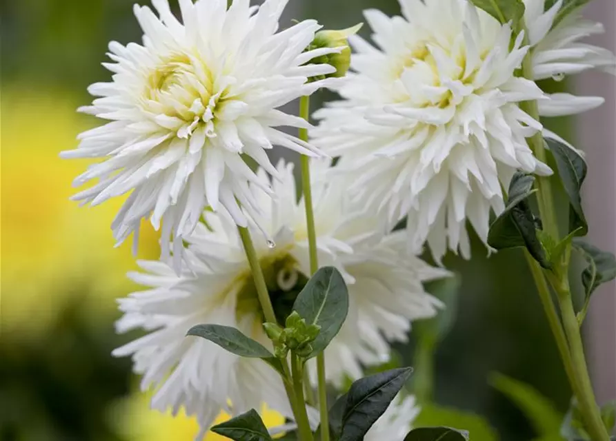 Dahlia Cactus
