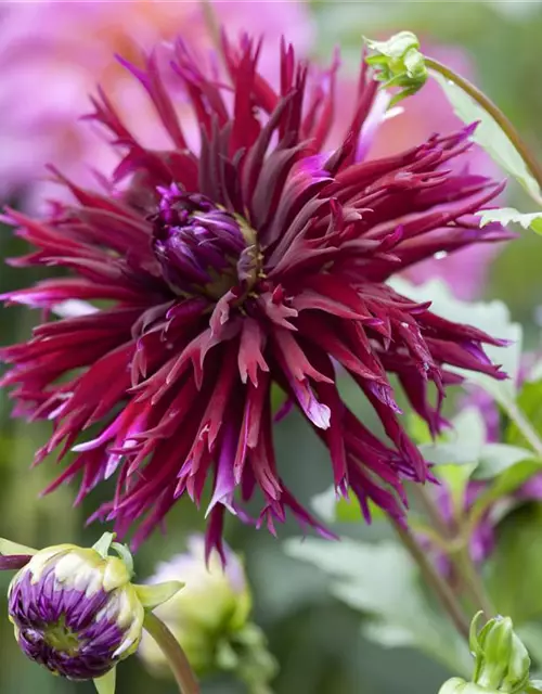 Dahlia Cactus