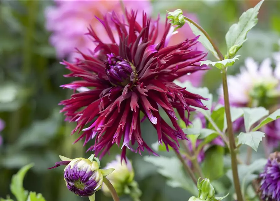 Dahlia Cactus