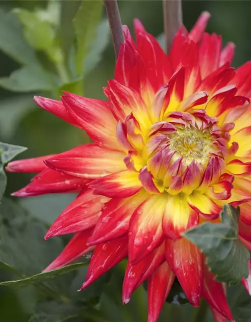 Dahlia Cactus