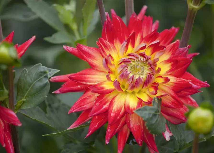 Dahlia Cactus