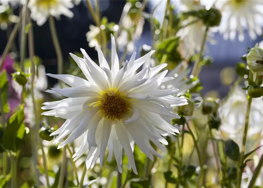 Dahlia Cactus