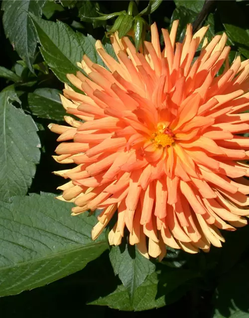 Dahlia Cactus