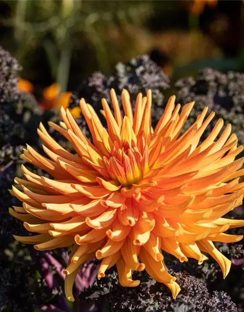 Dahlia Cactus
