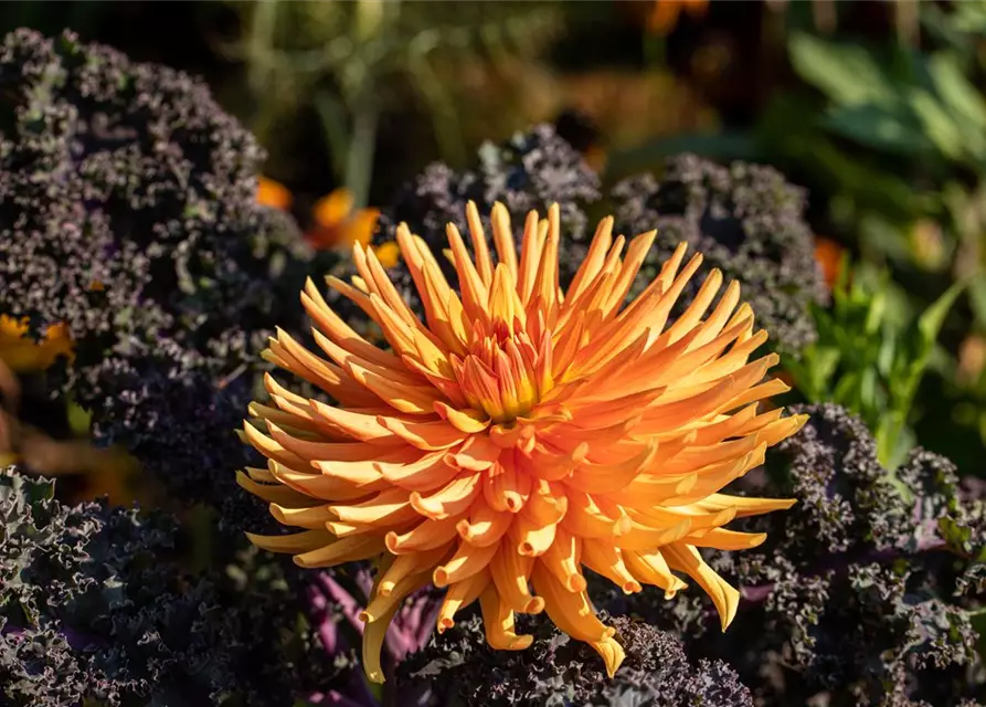 Dahlia Cactus
