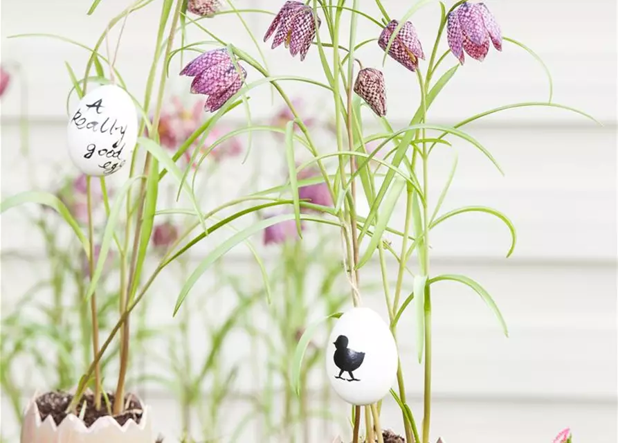 Schachbrettblume 'Fritillaria Meleagris' 