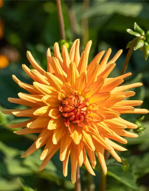Dahlia Cactus