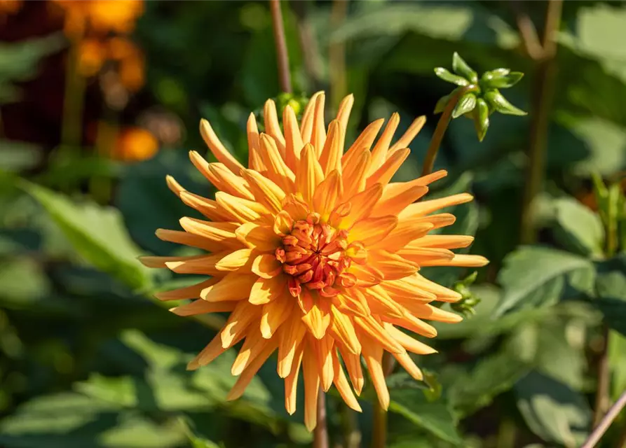 Dahlia Cactus
