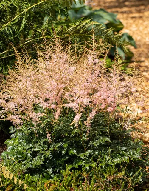 Astilbe x arendsii, rosa
