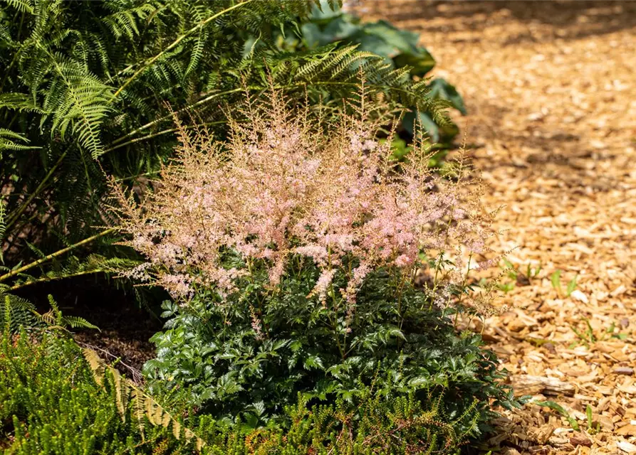 Astilbe x arendsii, rosa