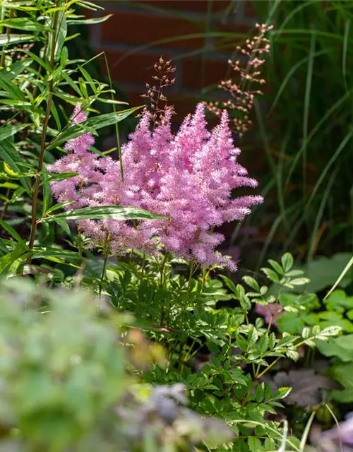 Astilbe x arendsii, rosa
