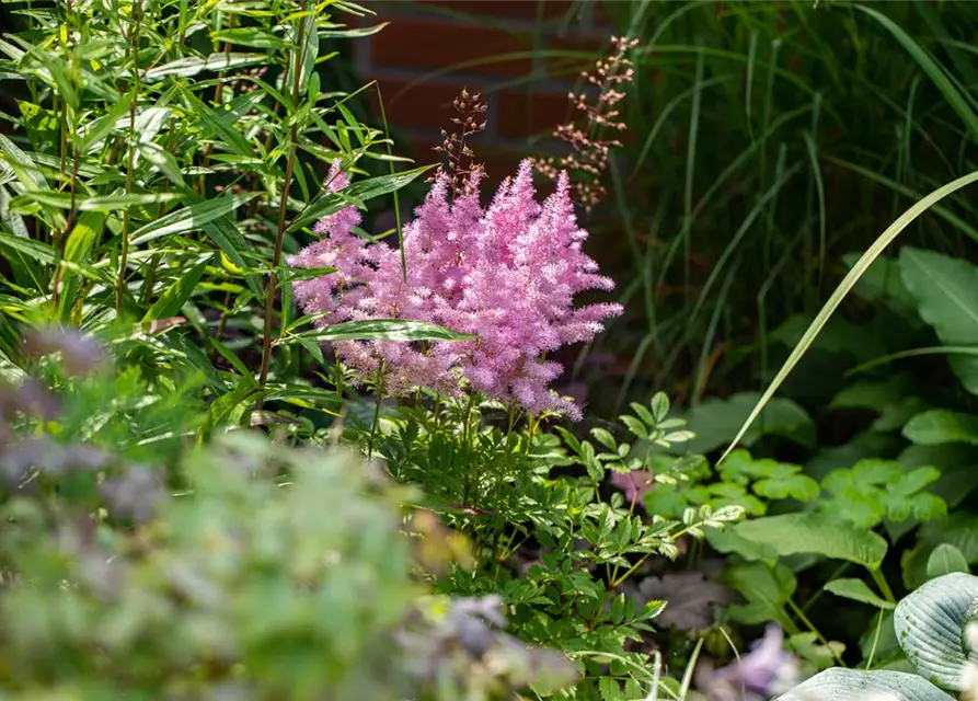 Astilbe x arendsii, rosa
