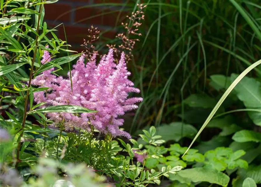 Astilbe x arendsii, rosa