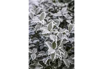 Pflanze des Monats Dezember: Stechpalme