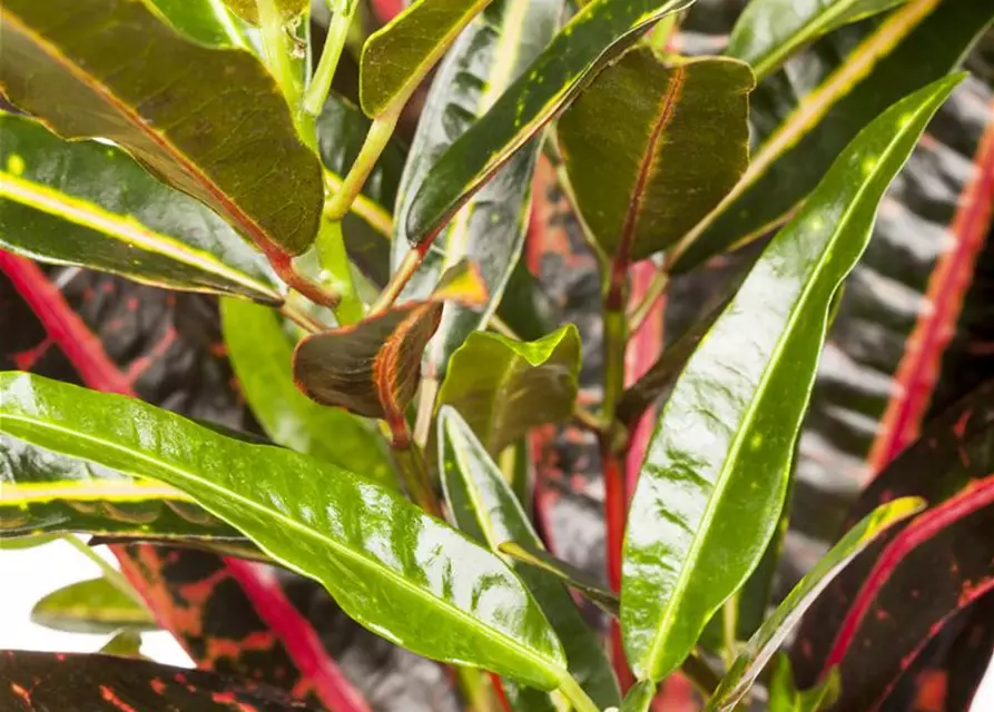 Codiaeum variegatum