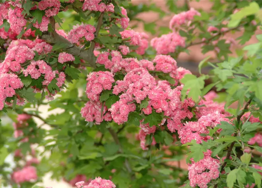 Crataegus laevigata 'Paul´s Scarlet'