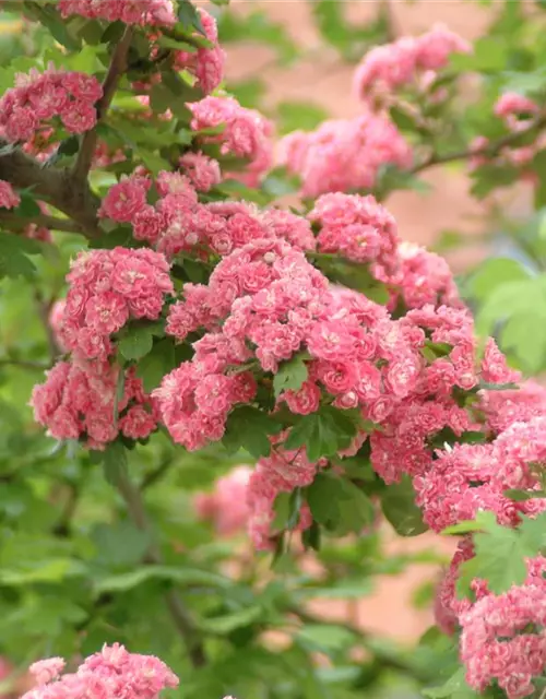 Crataegus laevigata 'Paul´s Scarlet'