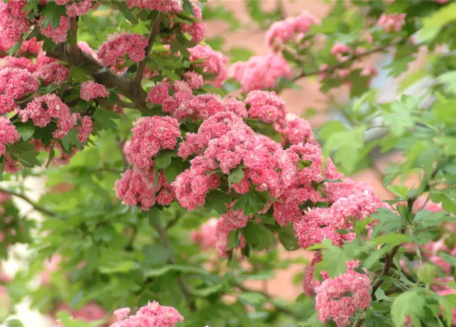 Crataegus laevigata 'Paul´s Scarlet'