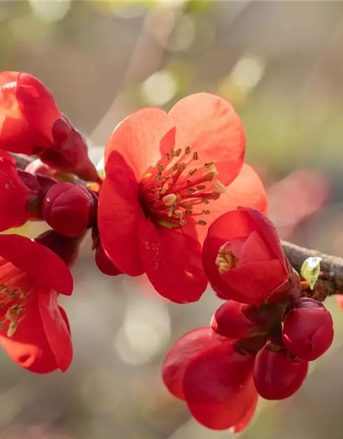 Chaenomeles japonica