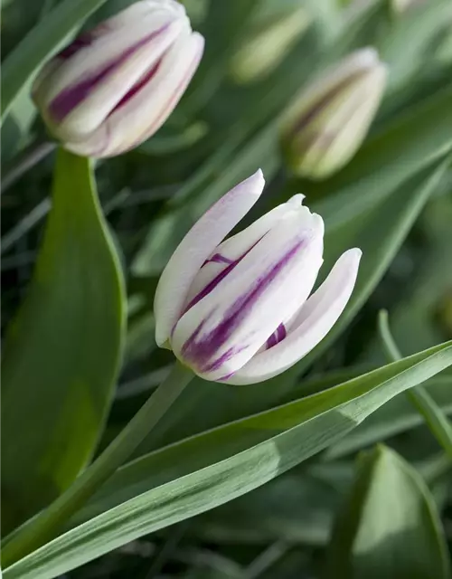 Tulpe 'Flaming Flag' 