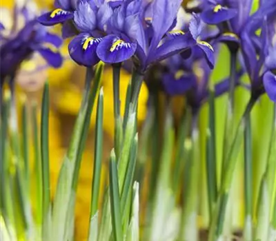Iris reticulata