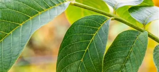 Juglans regia