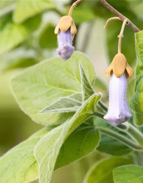 Paulownia tomentosa