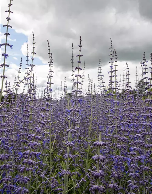 Perovskia atriplicifolia