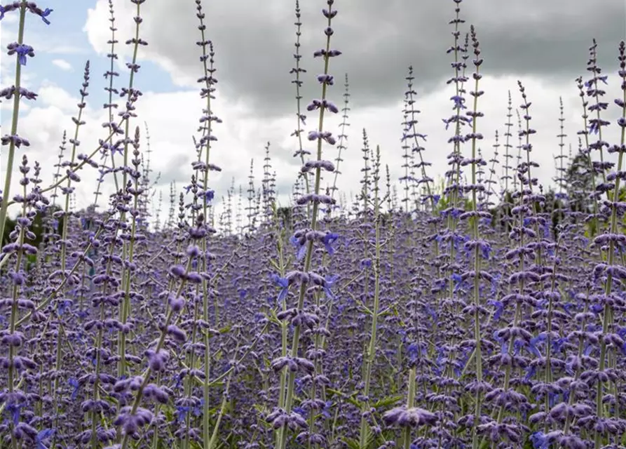 Perovskia atriplicifolia