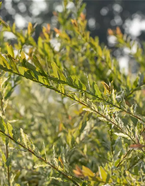 Salix integra 'Hakuro Nishiki'